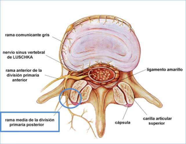 Anatomia rizolisis